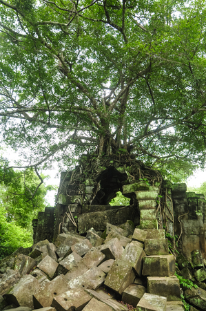 Ancient tree intertwined with old temple rubbles, Angkor Wat, Cambodia