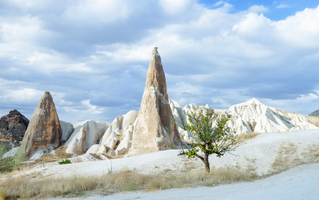Single tree of life grows out of nowhere in the middle of wild valley in Cappadocia, Turkey. Typical terrain landscape in Cappadocia.の写真素材