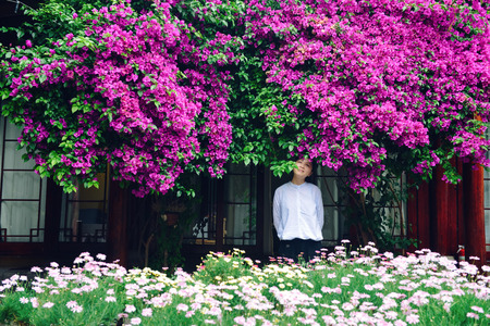 Single young Chinese girl standing under blooming flowers of Bougainvillea spectabilis, with eyes closed, in Lijiang city, Chinaの写真素材