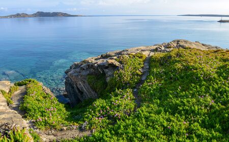 beautiful landscape of wild flowers blossom on cliff around coast of Aegean sea in Spring season on Paros island, Greeceの写真素材