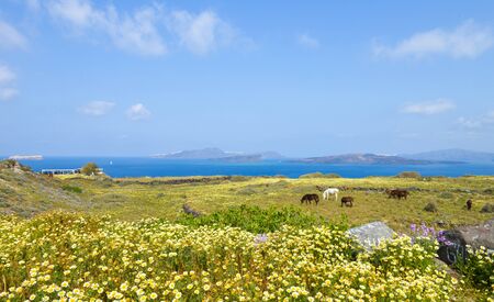 Beautiful landscape of Spring blossoms and wild horses on Santorini grassland by Aeagon seaの写真素材