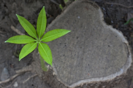 sprout on stumpの写真素材