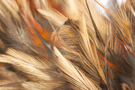 feather backgroundの写真素材