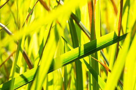 green grass backgroundの写真素材