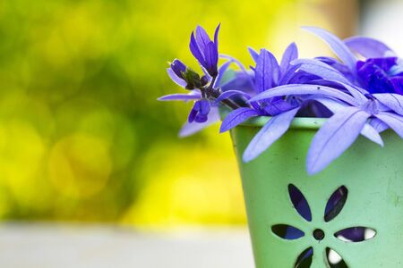 Purple vine flowers Selective focus with shallow depth of fieldの写真素材