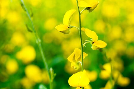 close up yellow rapeseed flowersの写真素材