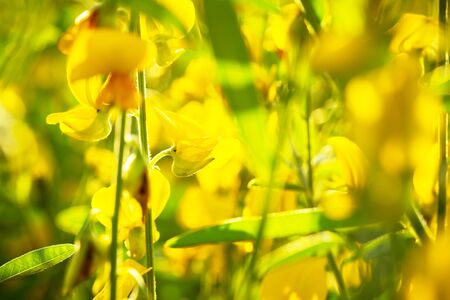 close up yellow rapeseed flowersの写真素材