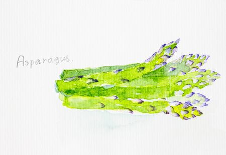 asparagus' watercolor paintedの写真素材