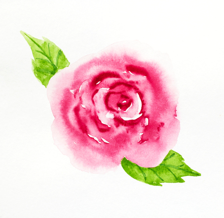 rose watercolor on paperの写真素材