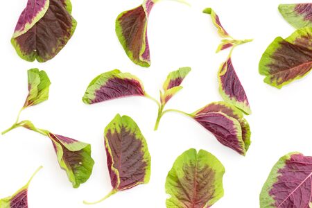 fresh Asian Spinach on white background