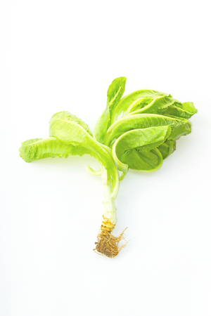 green cos lettuce on white backgroundの写真素材
