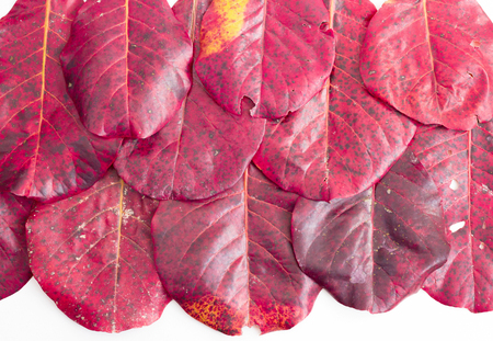 red leaf pattern on white background