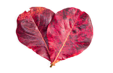 red leaf on white backgroundの写真素材