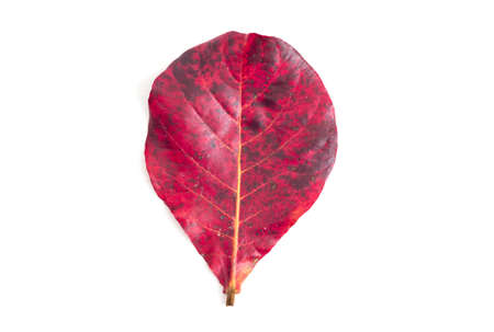 red leaf on white backgroundの写真素材