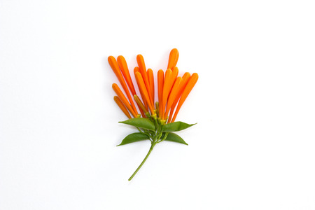 orange trumpet flowers on white backgroundの写真素材