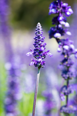 lavender flower selective focus with shallow depth of fieldの写真素材