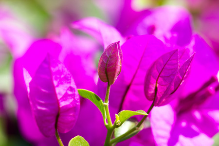 bougainvillea paper flower selective focus with shallow depth of fieldの写真素材