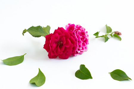 pink and red rose on white bakground selective focus with shallow depth of fieldの写真素材