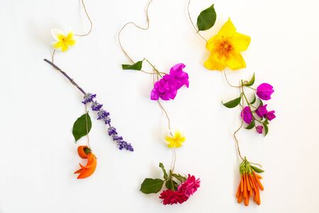 colorful flowers on white backgroundの写真素材
