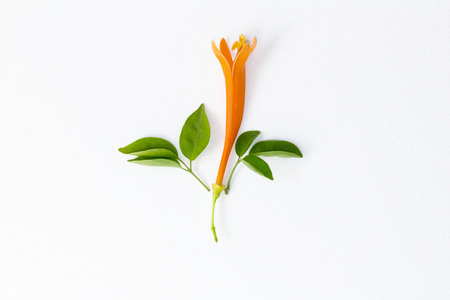 orange trumpet flowers on white backgroundの写真素材