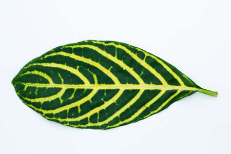 green leaf texture backgroundの写真素材