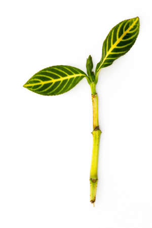 young green leaf on white backgroundの写真素材