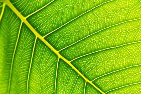 green leaves texture background  selective focus with shallow depth of fieldの写真素材