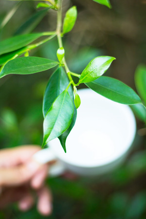 green tea leaves with hand holding tea cup  ' selective focus with shallow depth of fieldの写真素材
