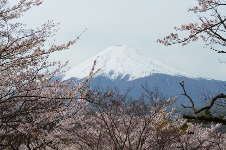 Fujisan , From Shimoyoshida Japanの写真素材