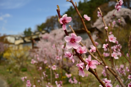 Sakura near Lake Kawaguchikoの写真素材