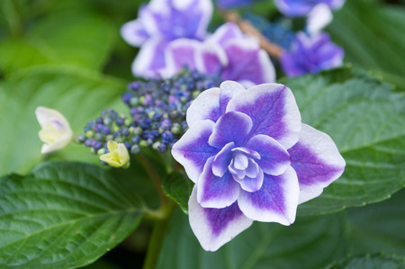 Hydrangeaの写真素材