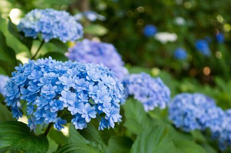 Hydrangeaの写真素材