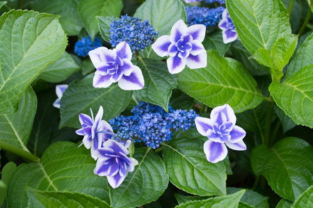 Hydrangeaの写真素材