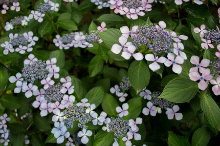 Hydrangeaの写真素材