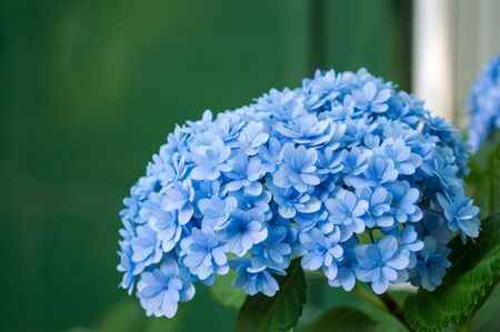 Hydrangeaの写真素材