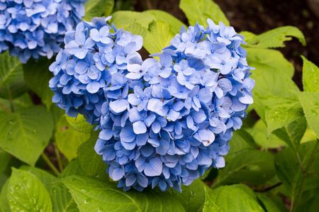 Hydrangeaの写真素材