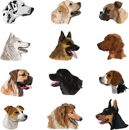 Breeds of dogs collection: Hand drawn sketch of dogs heads, vector. Poster, postcard, calendar 2018, t-shirtのイラスト素材