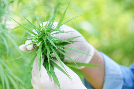 Cannabis, marijuana or marihuana leaf, cbd, thc used as drug, intoxicant, or alternative medicine.の写真素材