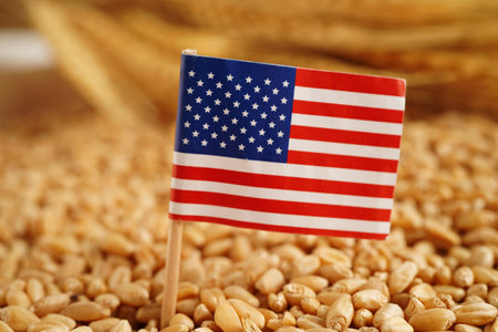USA America flag on grain wheat, trade export and economy concept.の写真素材