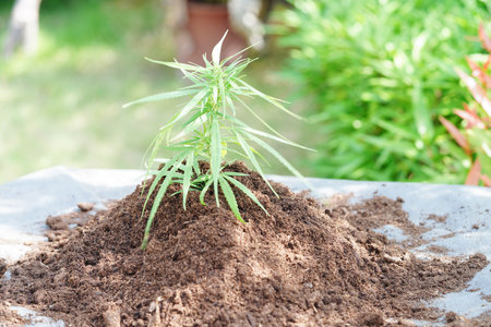 Cannabis, marijuana or marihuana leaf, cbd, thc used as drug, intoxicant, or alternative medicine.の写真素材