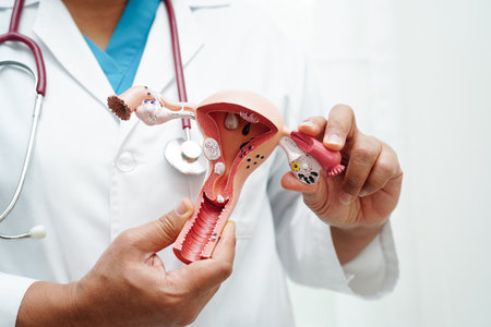 Uterus, doctor holding anatomy model for study diagnosis and treatment in hospital.