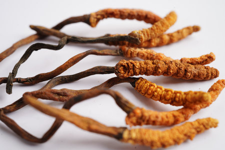 Cordyceps sinensis or Ophiocordyceps sinensis isolated on white background, mushroom herb treatment medicine.の写真素材