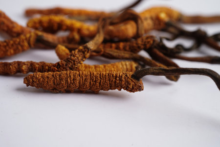 Cordyceps sinensis or Ophiocordyceps sinensis isolated on white background, mushroom herb treatment medicine.の写真素材