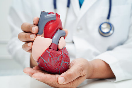 Cardiovascular disease CVD, doctor with heart human model anatomy for treatment patient in hospital.の写真素材