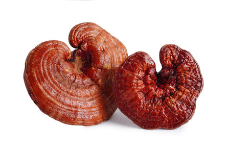 Lingzhi or Reishi mushroom isolated on white background with clipping path, organic natural healthy food.の写真素材