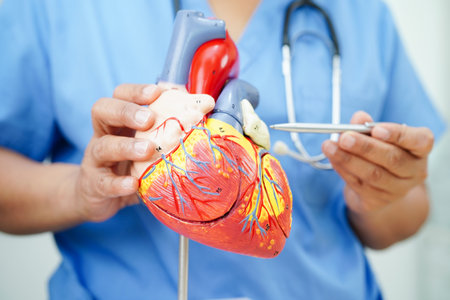 Cardiovascular disease CVD, doctor with heart human model anatomy for treatment patient in hospital.