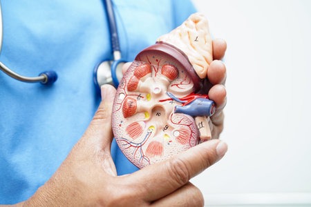 Chronic kidney disease, doctor with model for treatment urinary system, urology, Estimated...