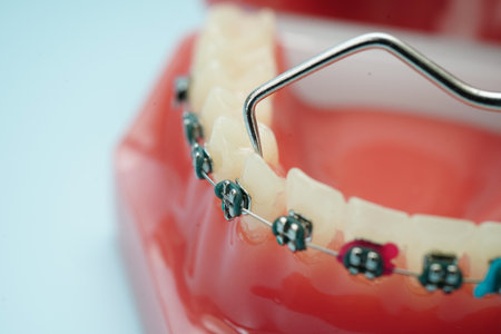Teeth dental model with tool for dentist use to cleaning care treatment.
