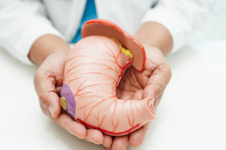 Stomach disease, doctor holding anatomy model for study diagnosis and treatment in hospital.