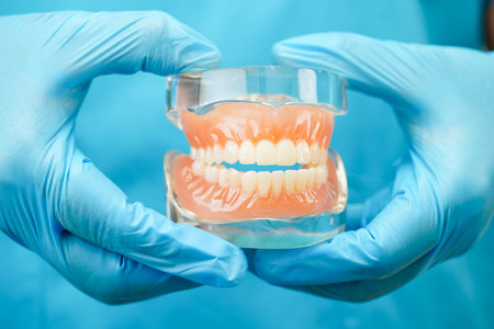 Asian dentist holding dental teeth model for learn about dentistry.の写真素材